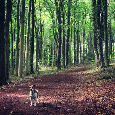 Dog Walking in the Forest of Dean, Gloucestershire